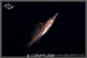 Long Nose Hawk Fish swimming by Dieter Kudler 